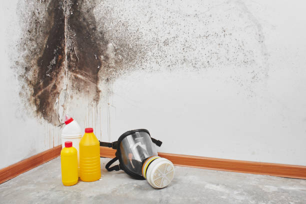 Best Attic Mold Removal  in Aberdeen, OH