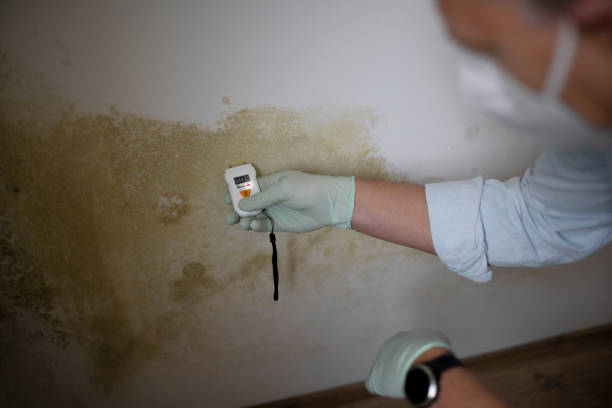 Best Attic Mold Removal  in Aberdeen, OH