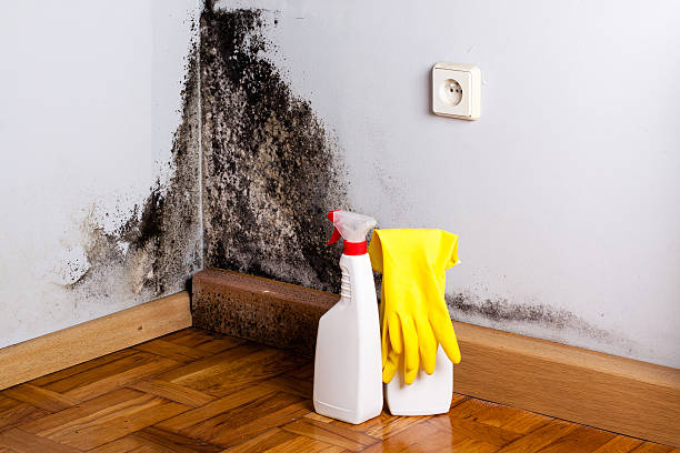 Best Local Mold Removal Service  in Aberdeen, OH